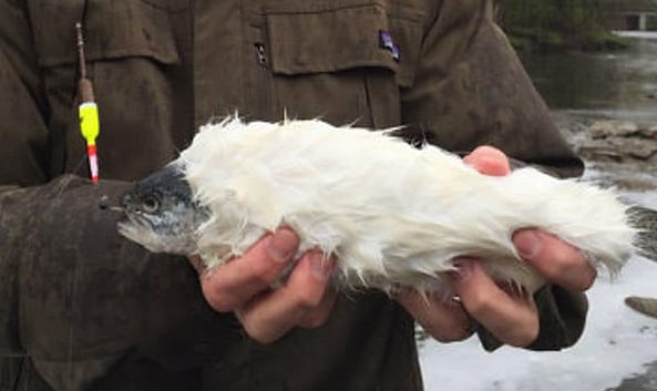 Facebook / Casper Planet : Fur-Bearing Trout Fish: Real or Fake?
